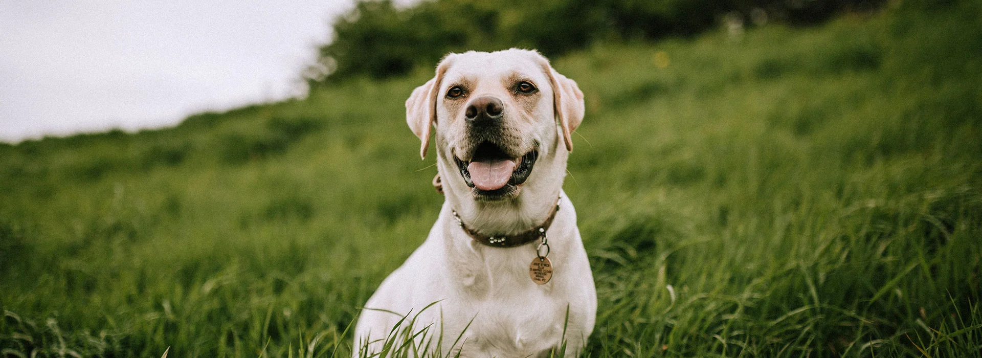 lab sitting in grass