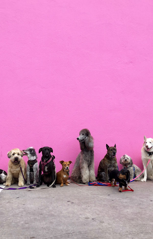 variety of dogs in front of pink wall
