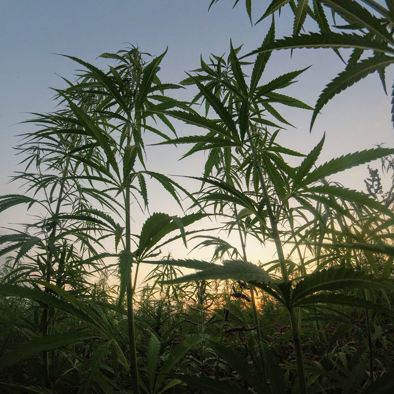 Cannabis Laws: Is CBD Legal in Canada - Hemp plants