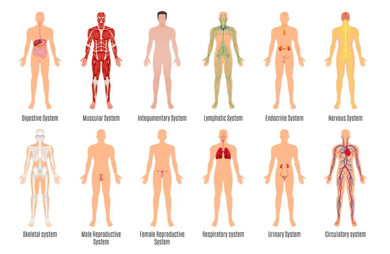 CBD and the Endocannabinoid System