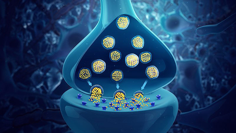 Neurotransmitters - CBD and the Endocannabinoid System