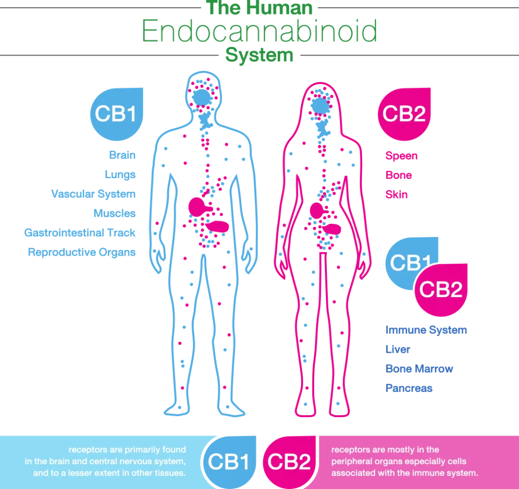 Endocannabinoid system diagram CBD Oil Canada