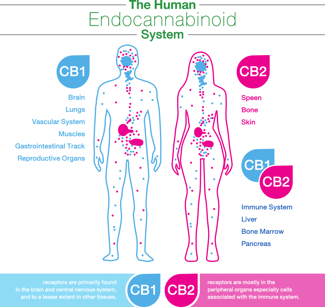 Endocannabinoid system diagram CBD Oil Canada