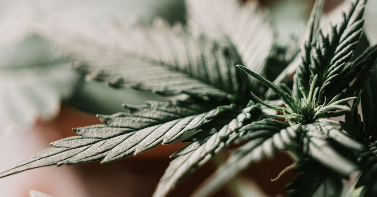 cannabis leaves (unsplash)